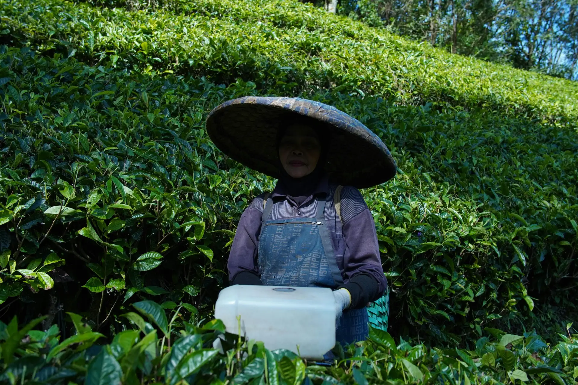 StartInd Exporter and supplier of Indonesian Tea