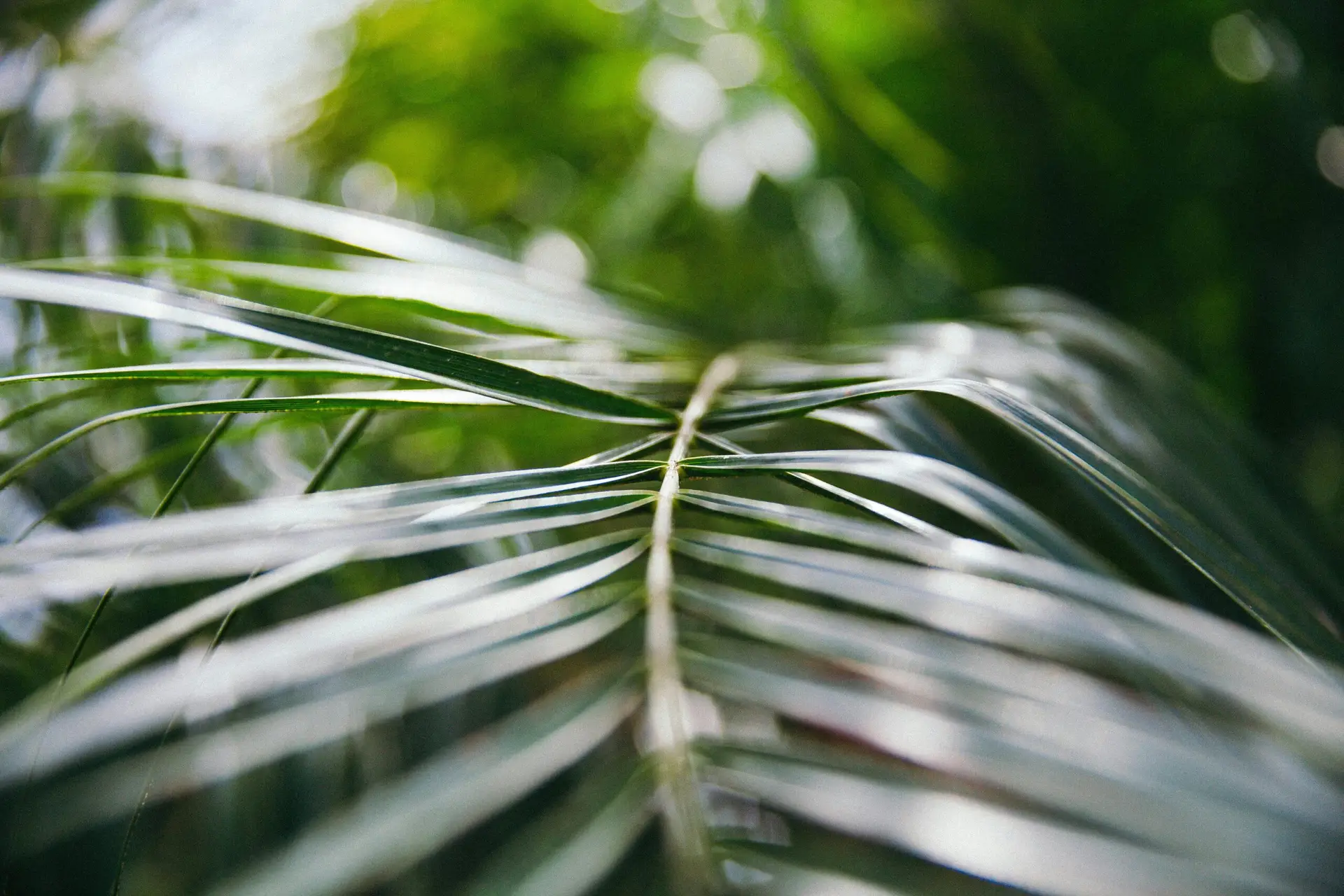 Supplier of organic Palm arenga sugar